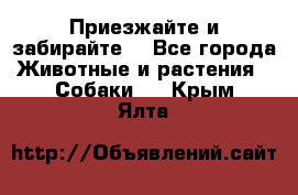 Приезжайте и забирайте. - Все города Животные и растения » Собаки   . Крым,Ялта